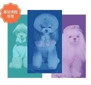 首席寵物美容師培訓(xùn)